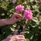 En agosto: "Taller de poda de rosales e introducción a la flora nativa"