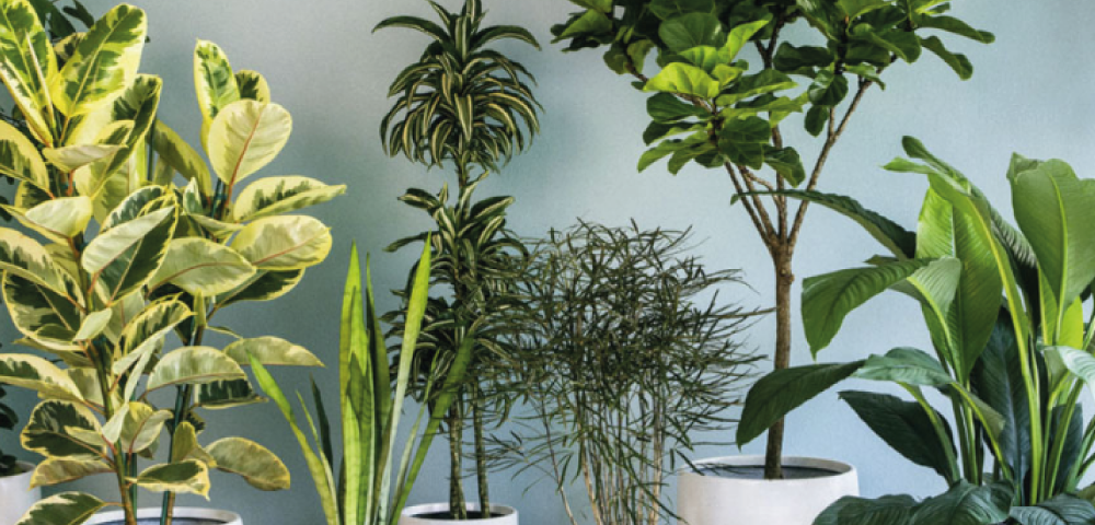 15 plantas que atraen energía positiva – Jardín de la Costa